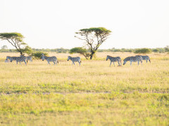 Zebra herd near Nxai Pan Camp in Botswana