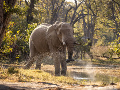 Elephant in the Okavango Delta, Botswana.