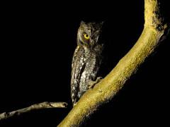 Scops owl in Botswana.