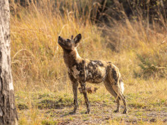 Wild dog in the Okavango Delta, Botswana.