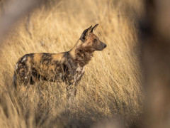 Wild dog in the Okavango Delta, Botswana.