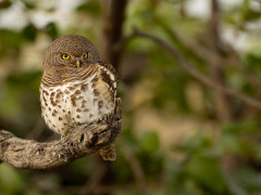 Barred owlet in Botswana.