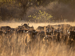 Buffalo herd in the Okavango Delta, Botswana.