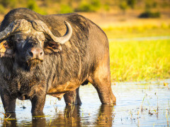 Cape buffalo in Botswana