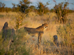 Cheetah in Botswana.