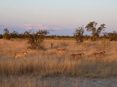 Cheetah in Botswana.