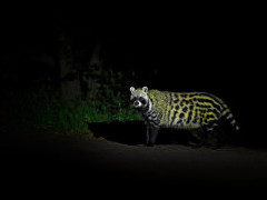 Civet in Botswana