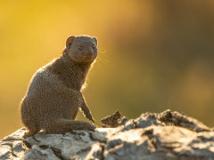 Dwarf mongoose in Botswana.