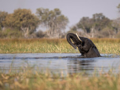 Elephant in the Okavango Delta, Botswana.