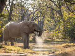Elephant in Botswana.