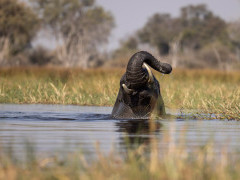 Elephant in Okavango Delta, Botswana.