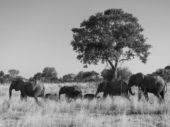 Elephant herd in the Okavango Delta, Botswana.
