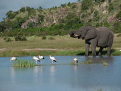 African elephant in the Okavango Delta