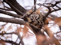 Genet in Okavango Delta, Botswana.
