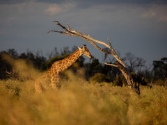 Giraffe in Botswana.