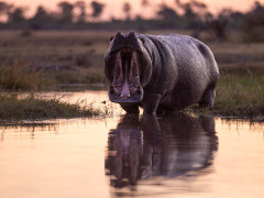 Hippo in the Okavango Delta, Botswana.