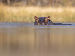 Hippo in the Okavango Delta, Botswana.