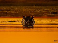 Hippo in Botswana.