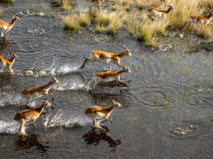 Red lechwe near Kwara Camp in Botswana