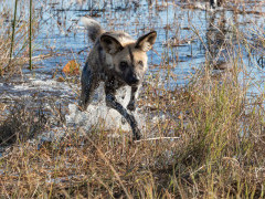 Wild dog near Kwara Camp in Botswana