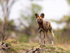 Wild dog near Kwara Camp in Botswana.
