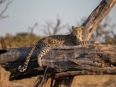 Leopard in Botswana.