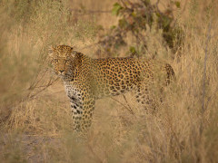 Leopard in Okavango Delta, Botswana.