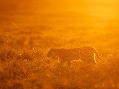 Leopard in Botswana.