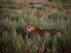 Leopard in Botswana.