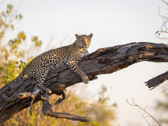 Leopard in tree in the Okavango Delta, Botswana.