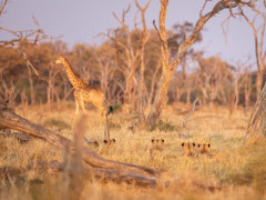 Lion and giraffe in Okavango Delta, Botswana.