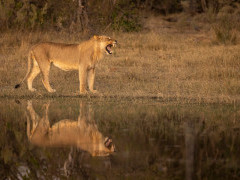Lion in the Okavango Delta, Botswana.