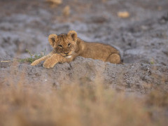 Lion cub in the Okavango Delta, Botswana.