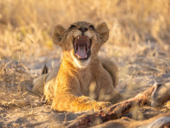 Lion cubs in Okavango Delta, Botswana.