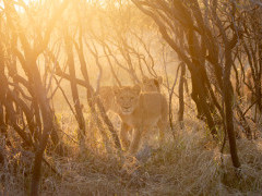 Lion cubs in Botswana.