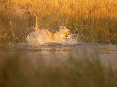 Lion in the Okavango Delta, Botswana.