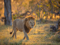 Lion in Botswana.