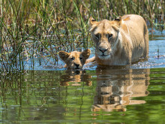 Lioness and cub in Botswana