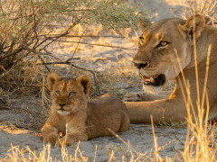 Lioness and cub in Botswana.