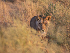 Lioness in Botswana.