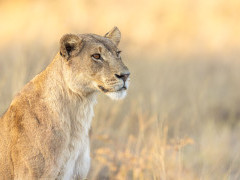Lioness in the Okavango Delta, Botswana.