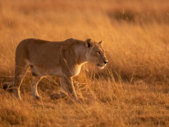 Lioness in the Okavango Delta, Botswana.