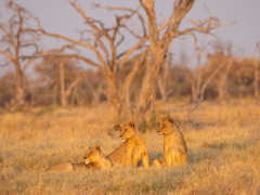 Lionesses in the Okavango Delta, Botswana.
