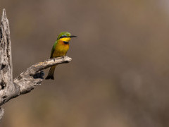 Little bee-eater in Botswana.