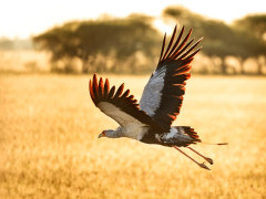 Secretarybird near Nxai Pan Camp in Botswana