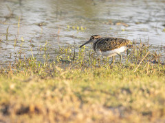 Painted snipe in the Okavango Delta, Botswana.
