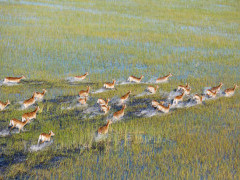 Red lechwe in Botswana