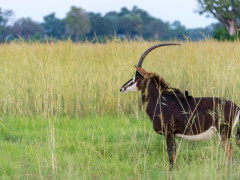 Sable in Botswana