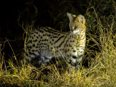 Serval in Botswana.