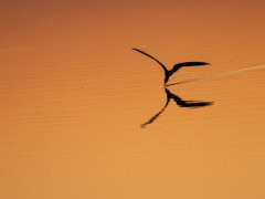 African skimmer in the Okavango Delta, Botswana.